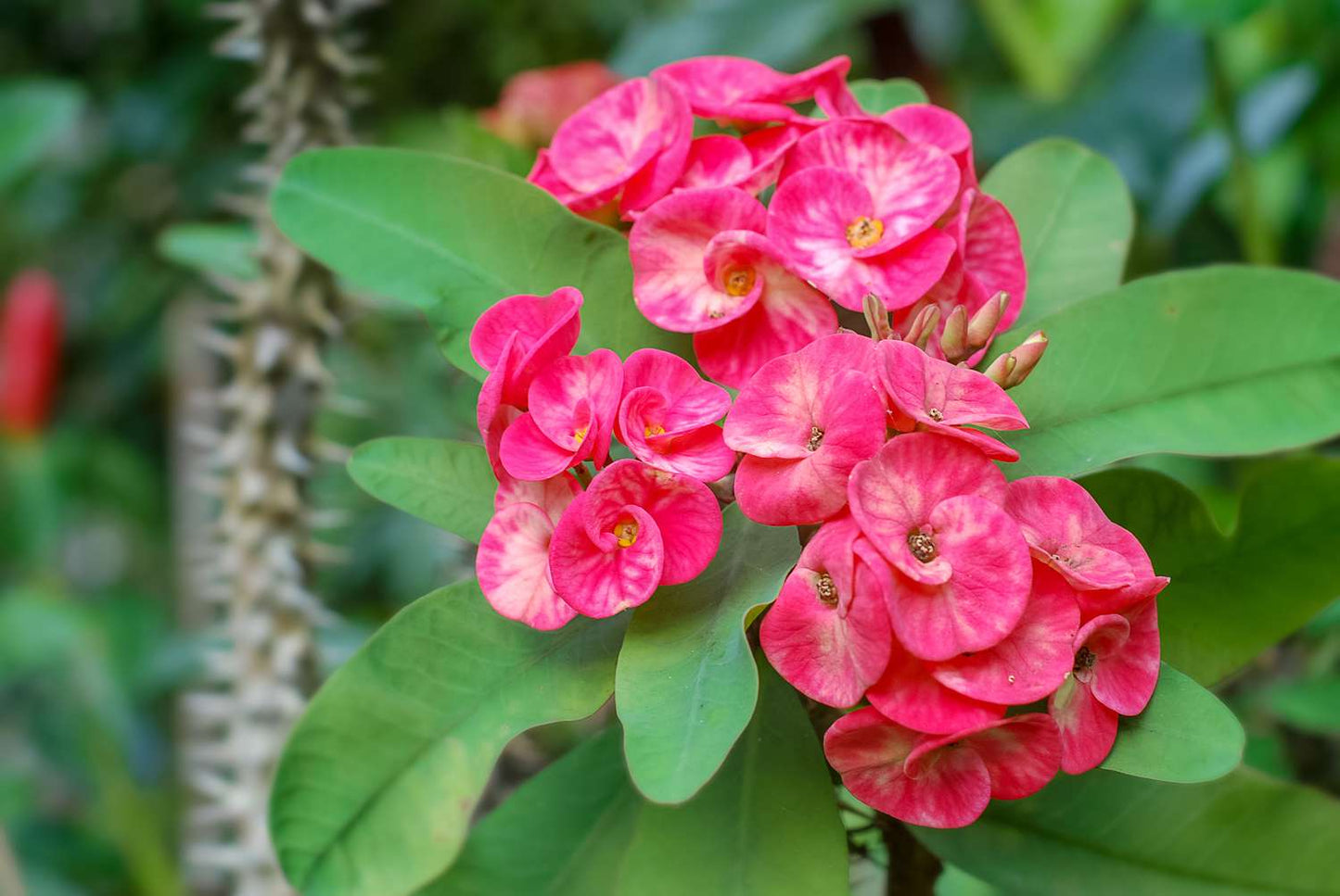 Euphorbia (ايفوربيا)