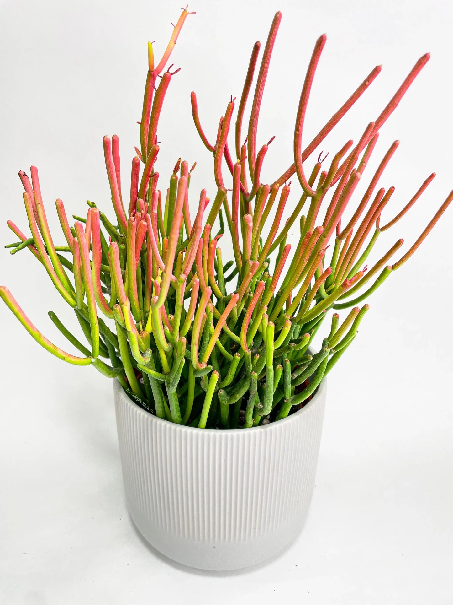 Firestick Plant (صبار اورتيكاليا)