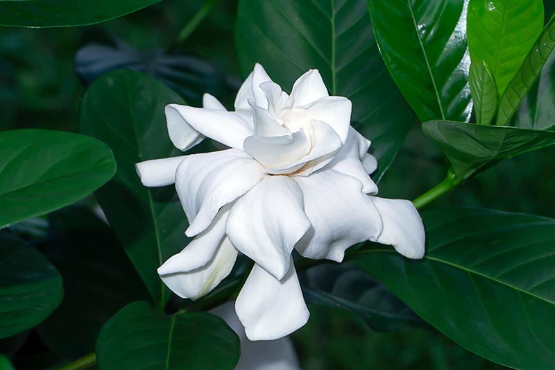 Gardenia (جاردنيا)