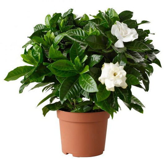 Gardenia (جاردنيا)