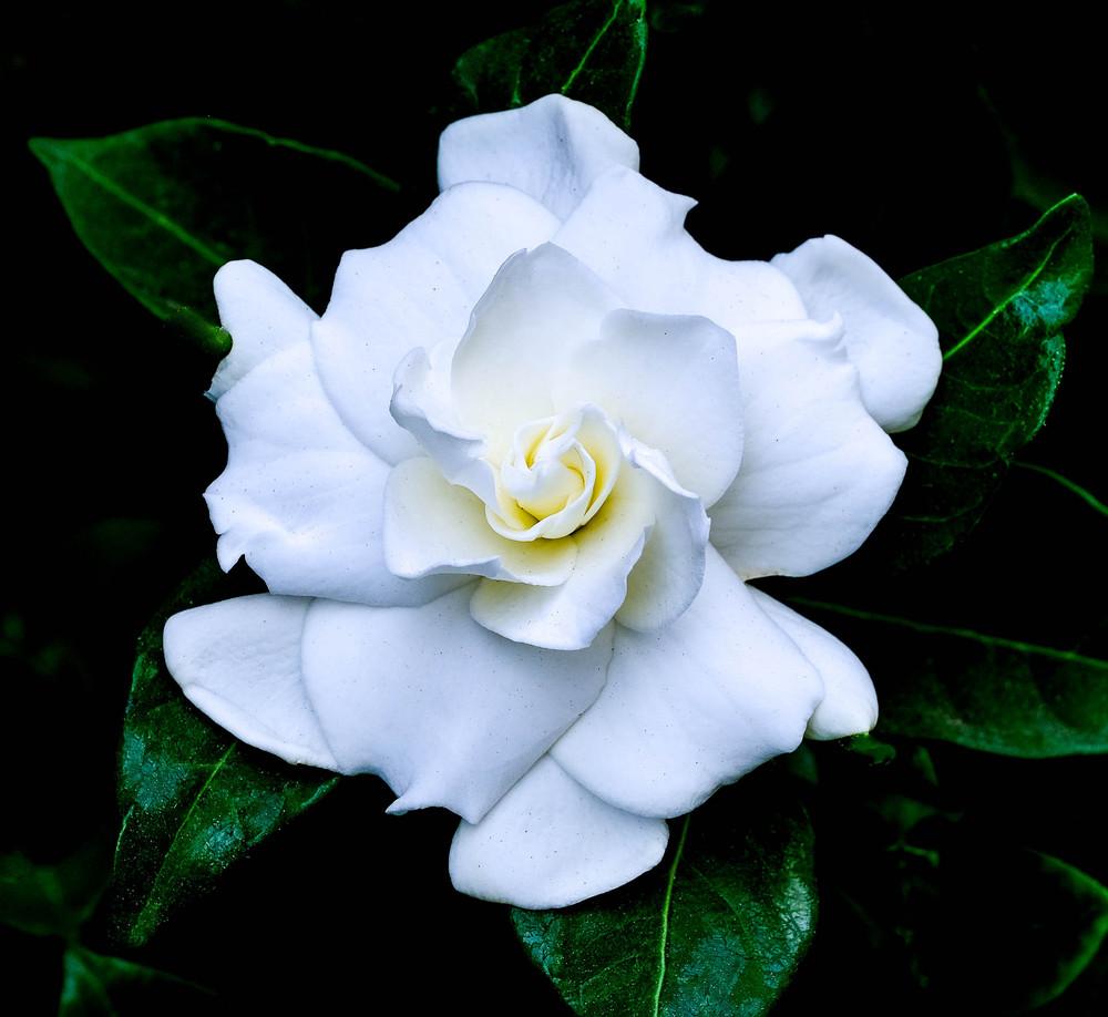 Gardenia (جاردنيا)