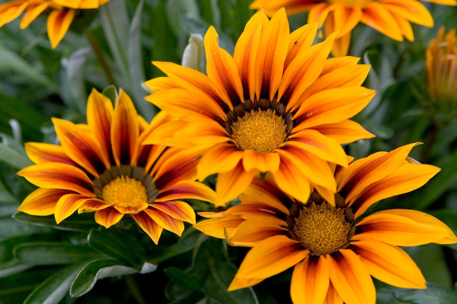 Gazania (جازنيا)