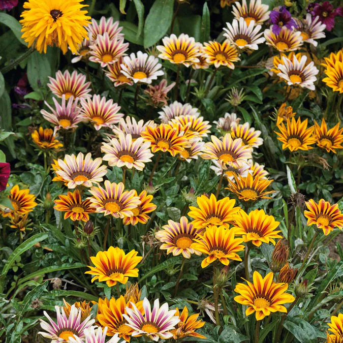 Gazania (جازنيا)