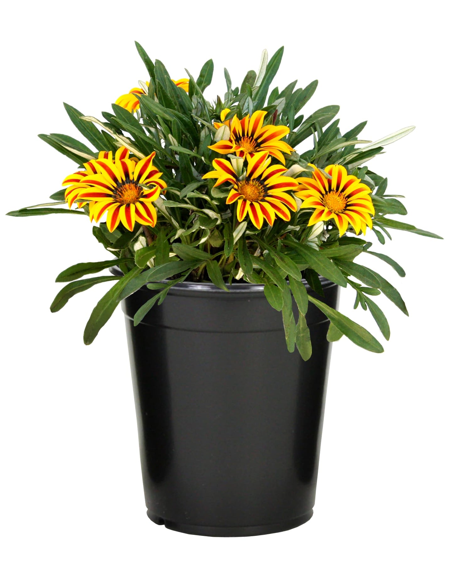 Gazania (جازنيا)