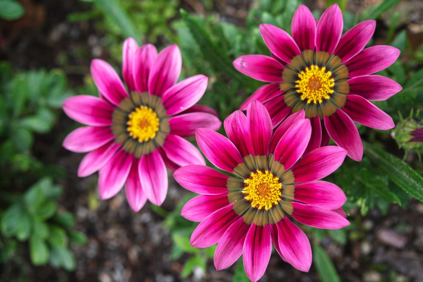 Gazania (جازنيا)