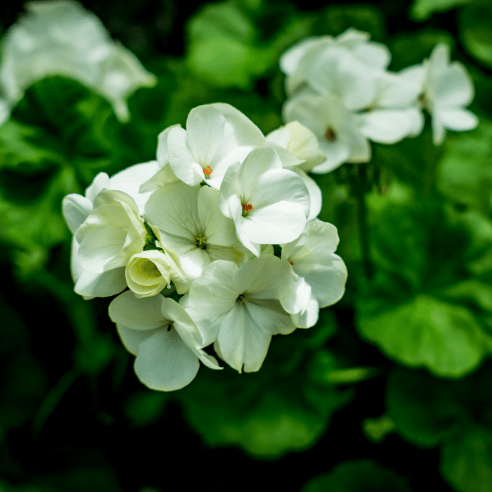 Geranium (جارونيا)