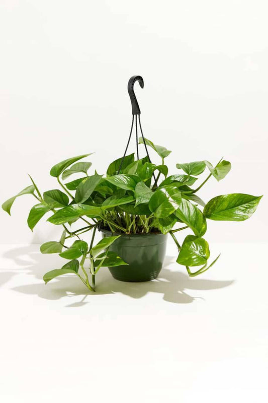 Pothos Hang (بوتس)