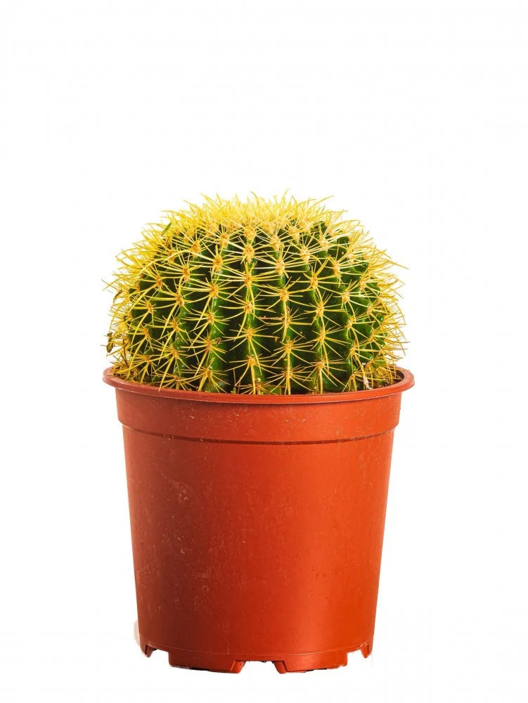 Golden Barrel Cactus (صبار عمة القاضي)