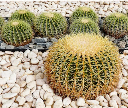 Golden Barrel Cactus (صبار عمة القاضي) - Shatla Sky