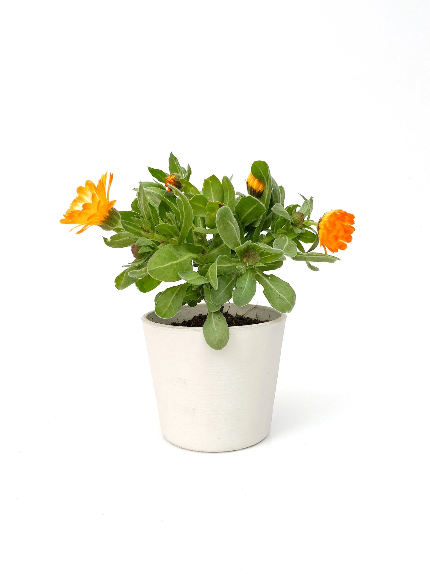 Pot Marigold (الأقحوان)