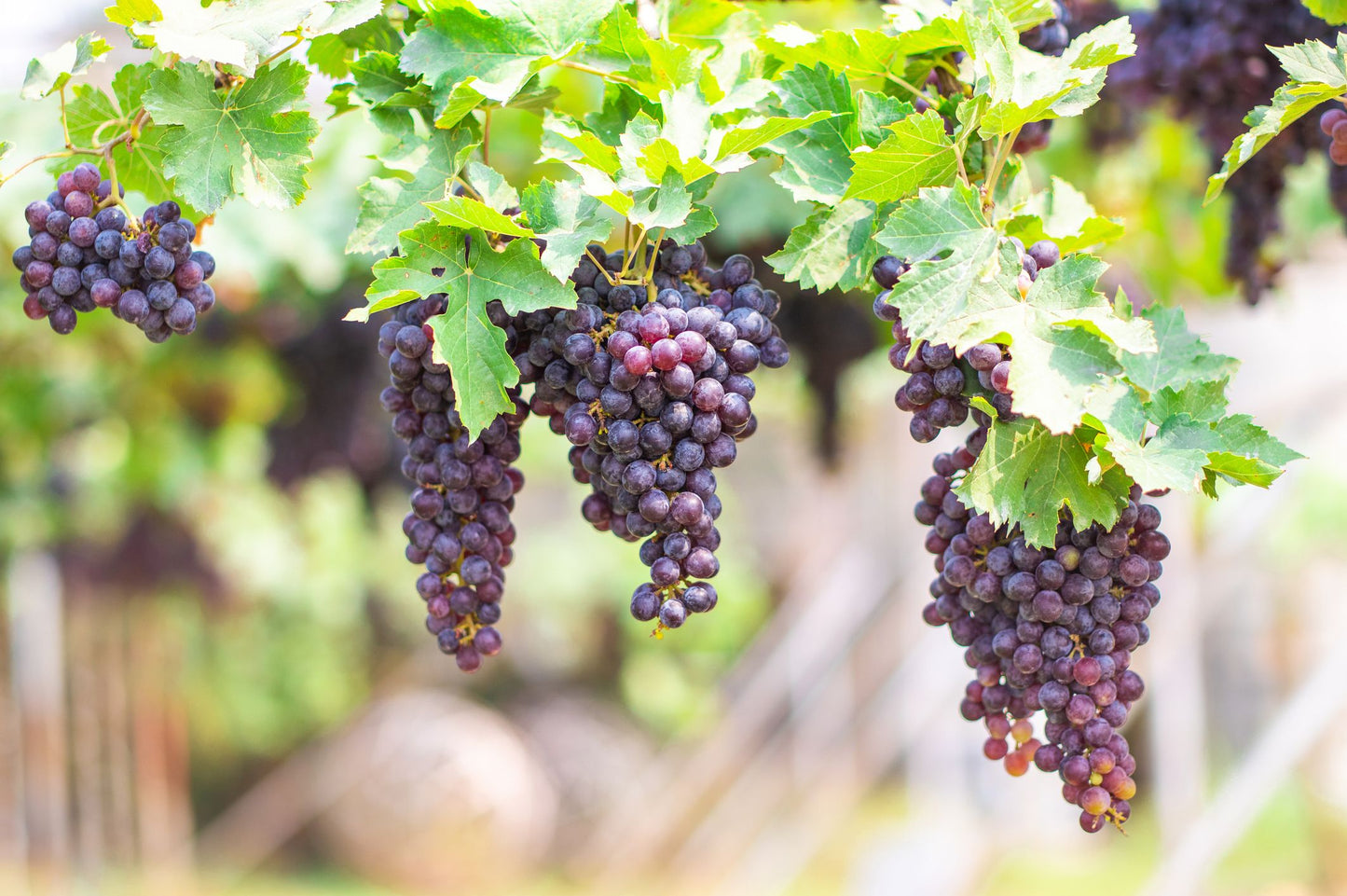 Grape tree (شجرة عنب)