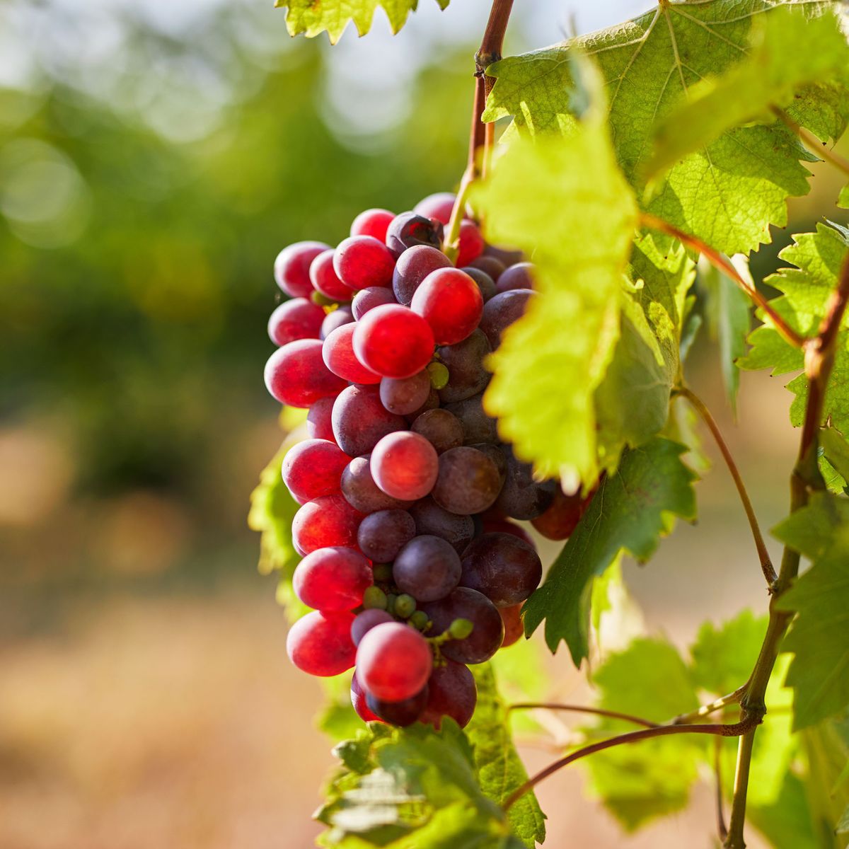 Grape tree (شجرة عنب)