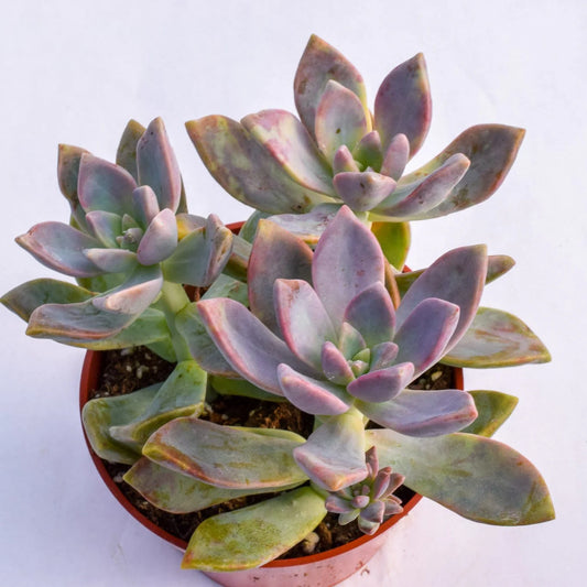 Ghost Plant (أم اللؤلؤ)
