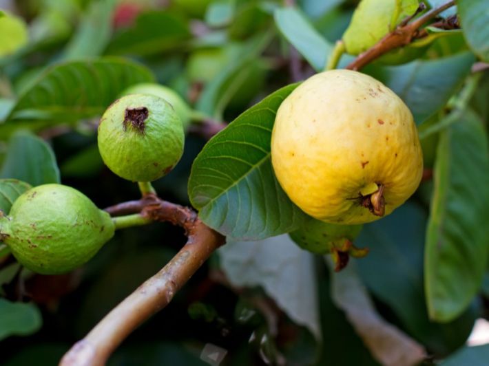 Guava Tree (شجرة جوافة)