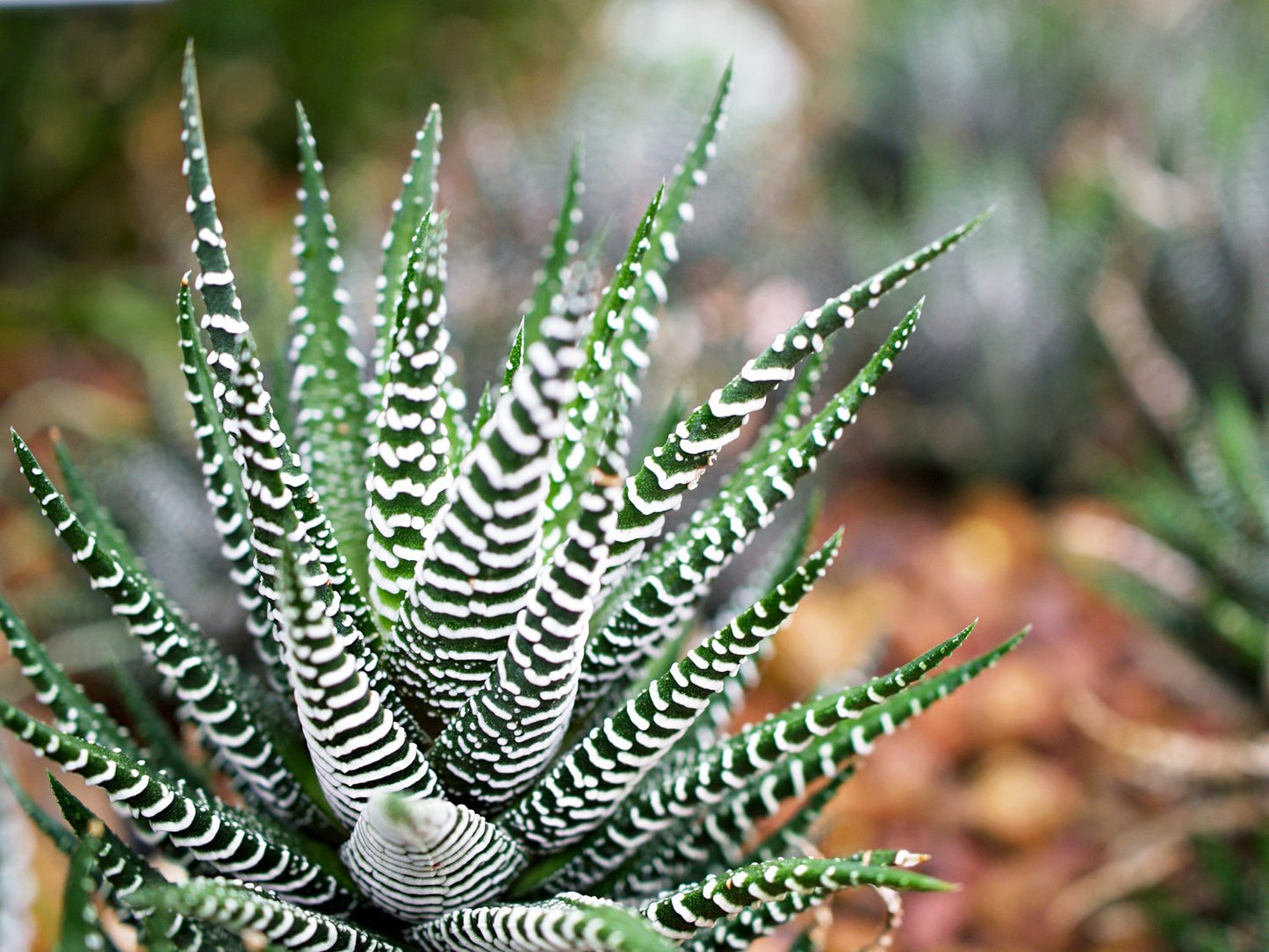 Haworthia (صبار زيبرا) - Shatla Sky