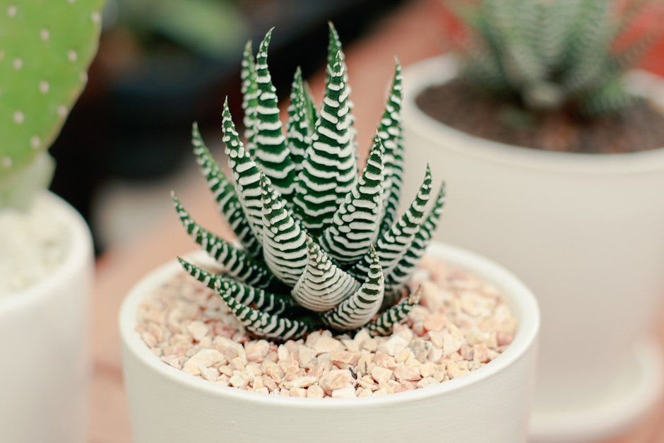 Haworthia (صبار زيبرا)