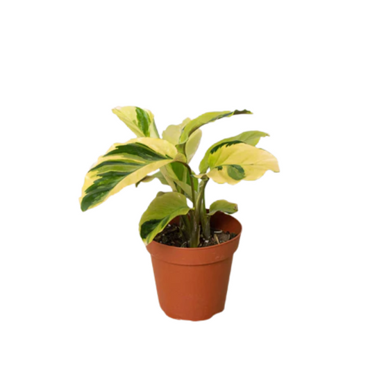 Calathea Sanderiana (كلاثيا)
