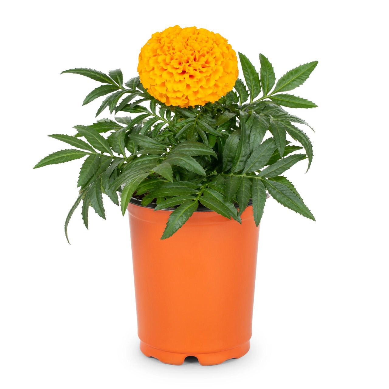 Marigold (القطيفة)