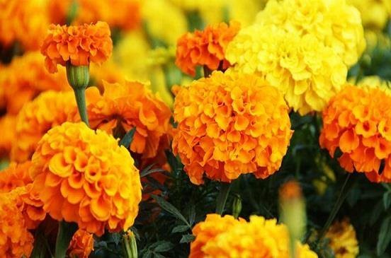 Marigold (القطيفة)