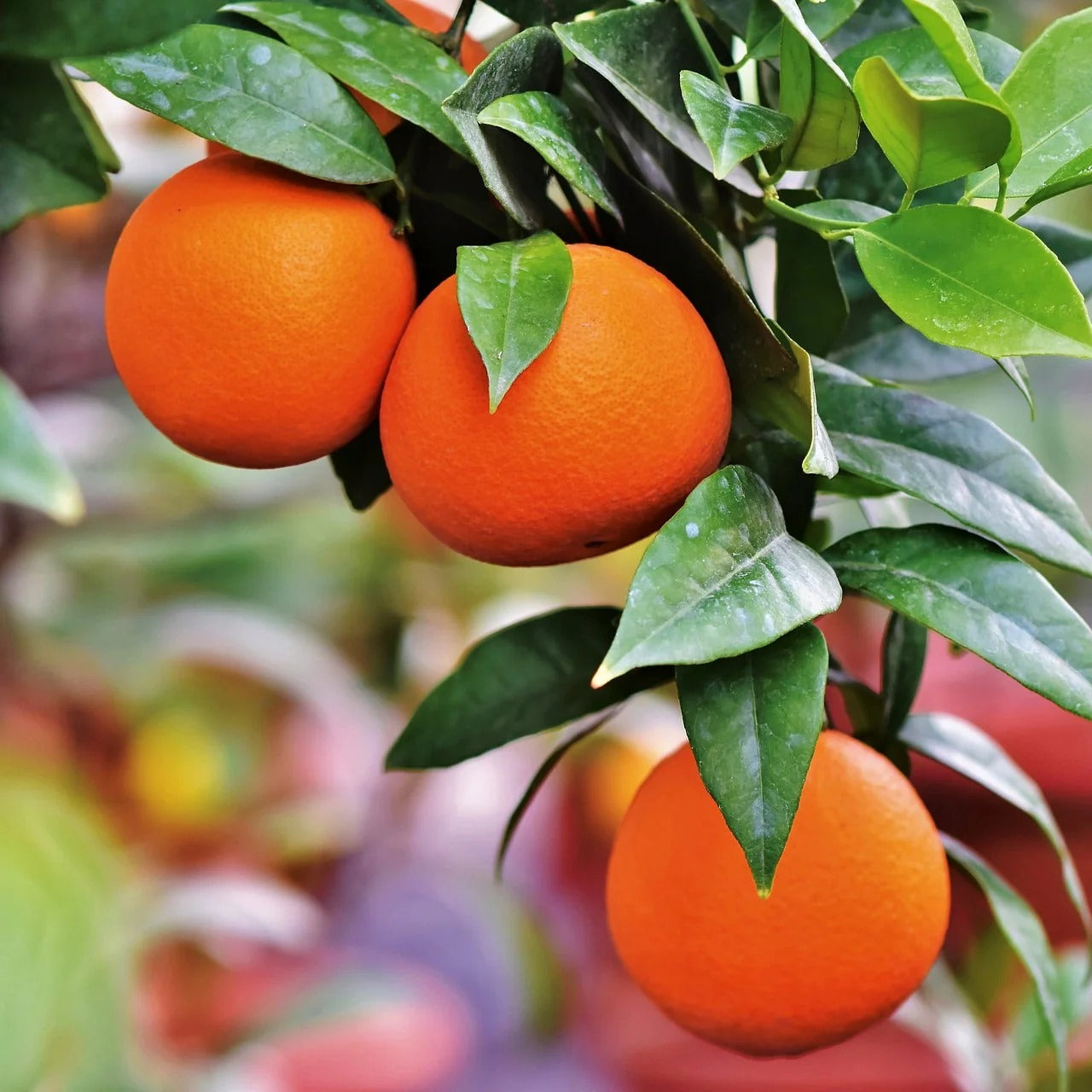 Orange Tree (شجرة برتقال)