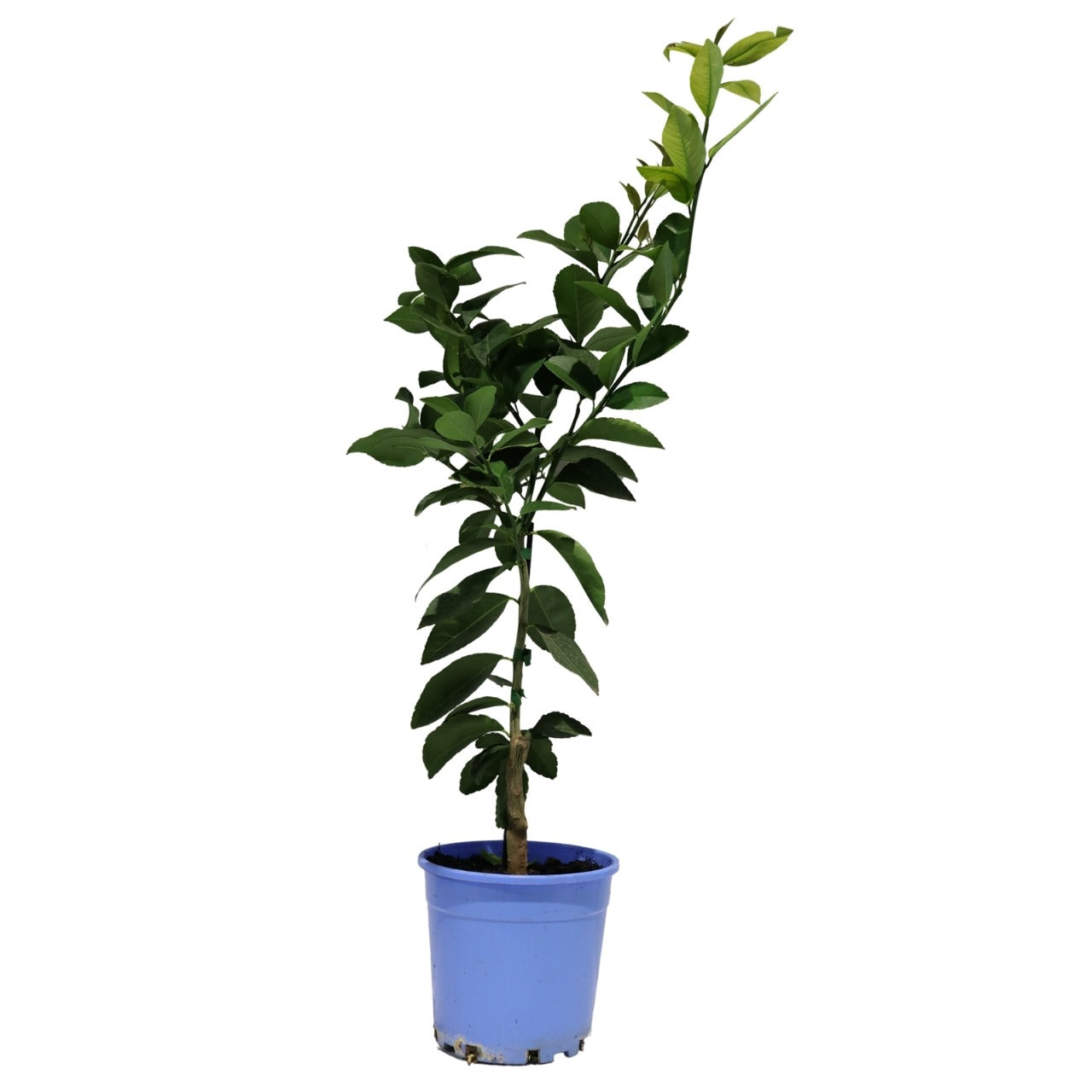 Orange Tree (شجرة برتقال)