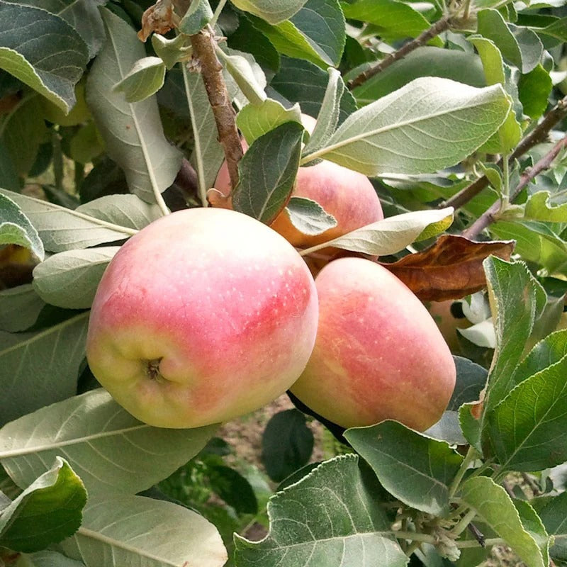 Anna Apple Tree (شجرة تفاح)