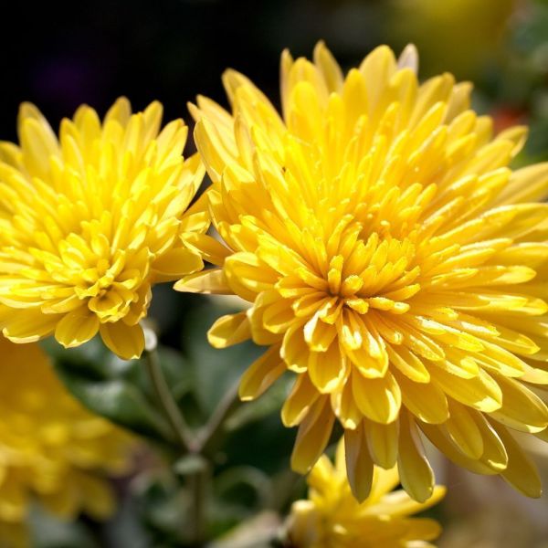 Chrysanthemum (أراولا)