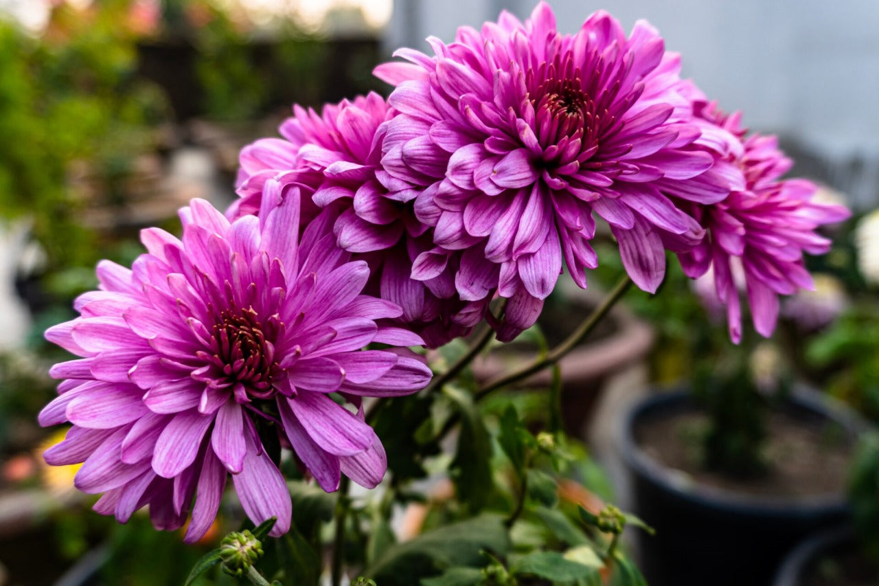 Chrysanthemum (أراولا)