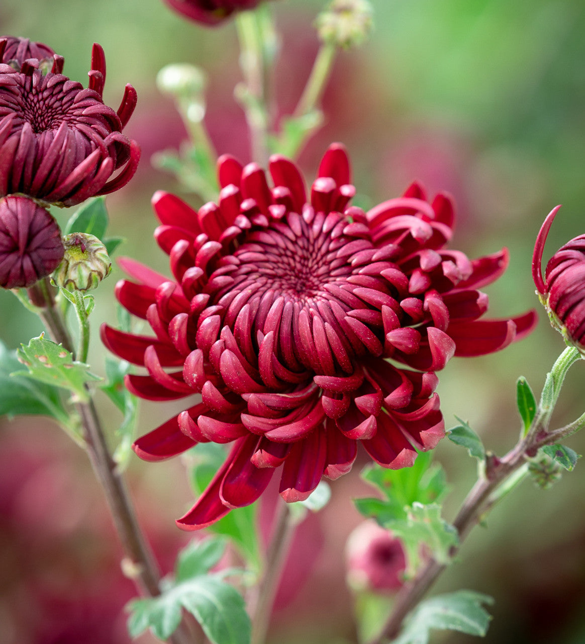 Chrysanthemum (أراولا)