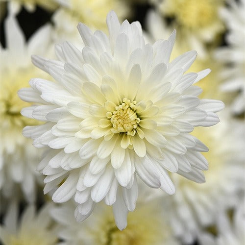 Chrysanthemum (أراولا)