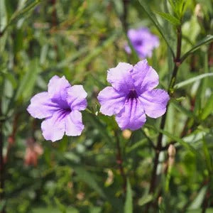 Ruellia tuberosa (روليا)