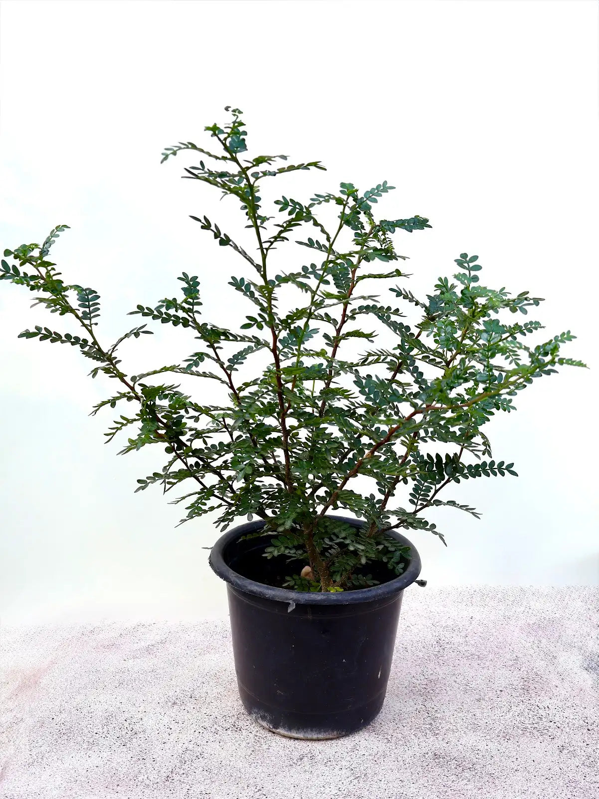 Pistacia weinmannifolia (كزاليزم)