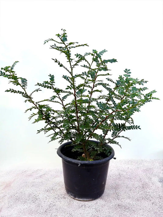 Pistacia weinmannifolia (كزاليزم)
