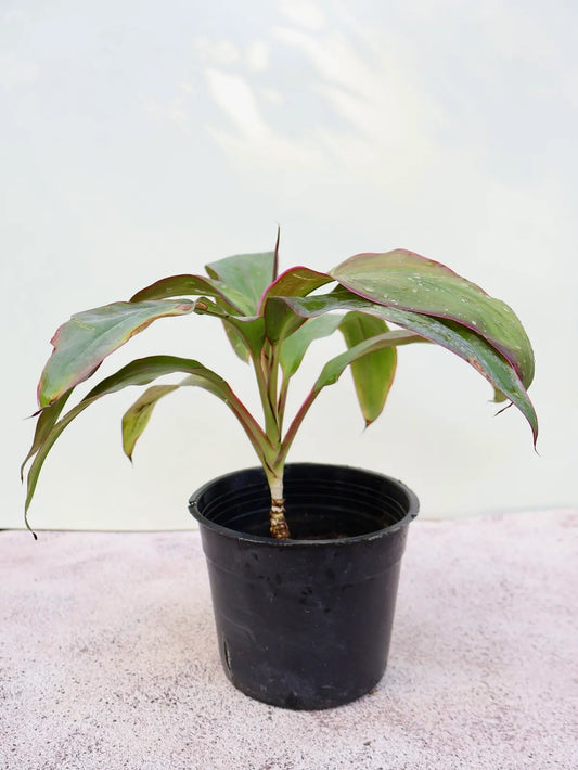 Cordyline (كوردالين)