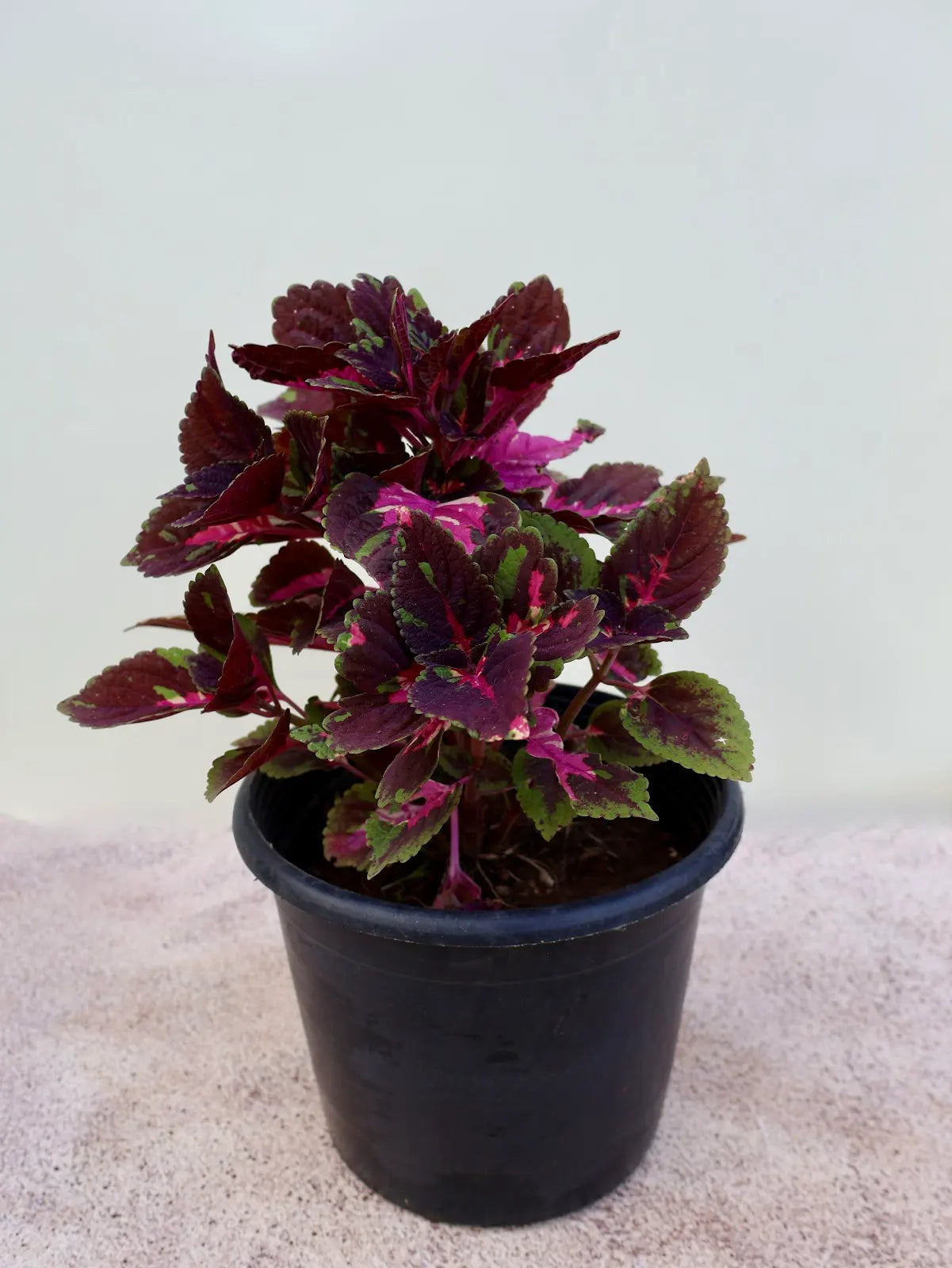 Coleus (كاليوس)