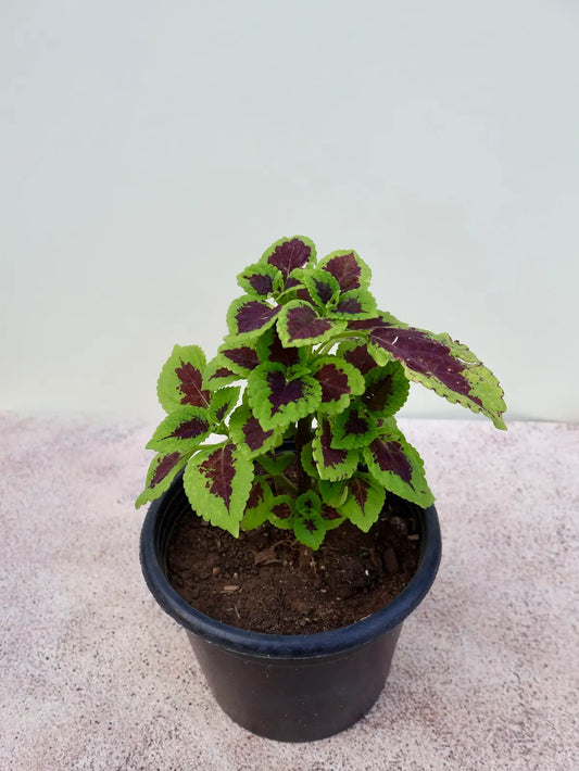 Coleus (كاليوس)
