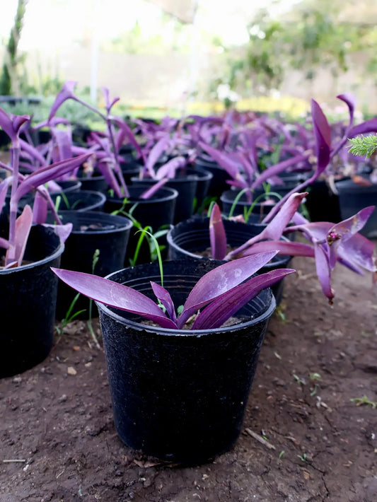 Tradescantia (Oyster Plant) (مكحلة)