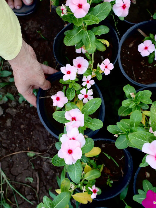Vinca (ونكا)