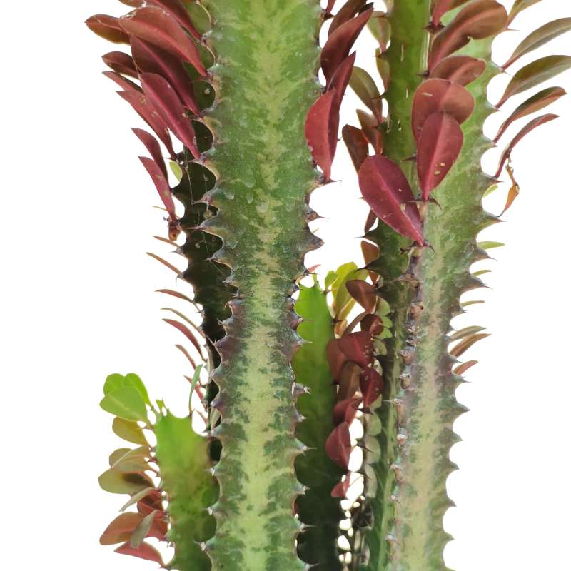 Euphorbia trigona (صبار شمعدان)