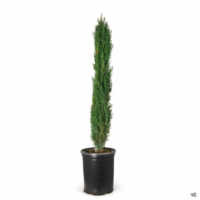 Italian Cypress (سرو إيطالي) - Shatla Sky
