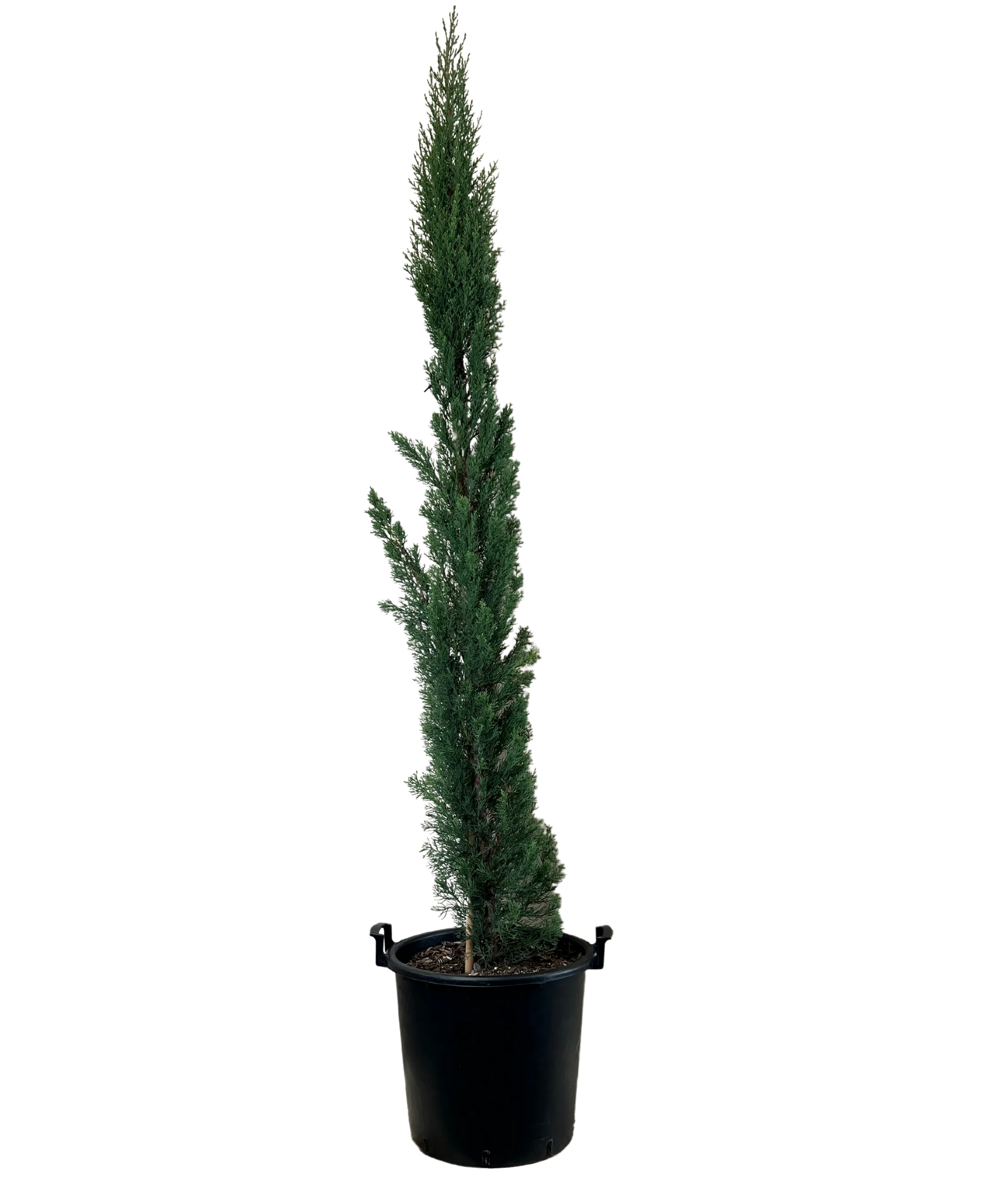 Italian Cypress (سرو إيطالي) - Shatla Sky
