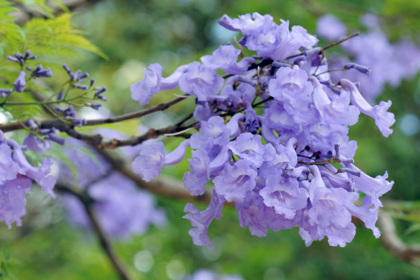 Jacaranda (شجرة جكرندا) - Shatla Sky