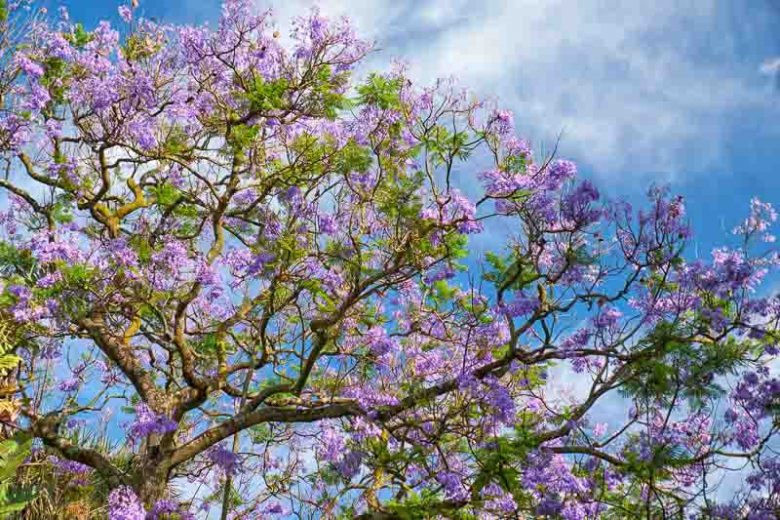 Jacaranda (شجرة جكرندا) - Shatla Sky