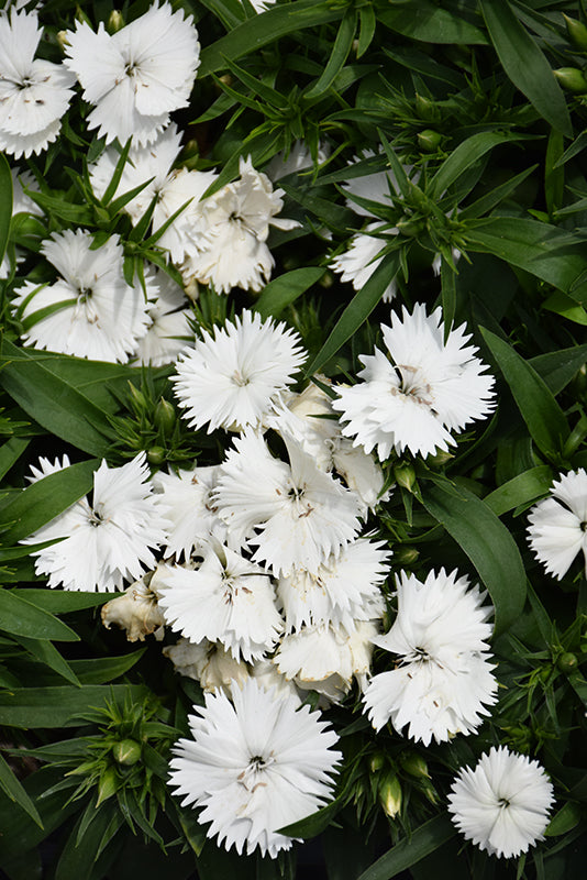 Dianthus (قرنفل)