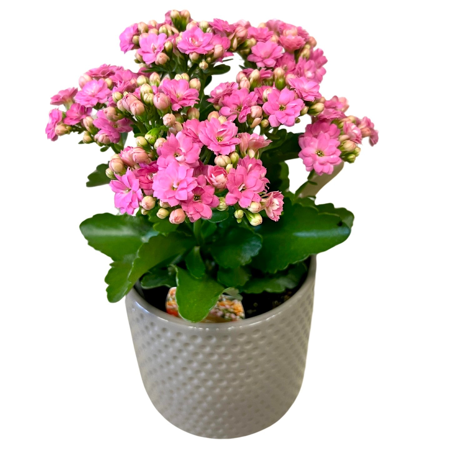 Kalanchoe (كلانشو)