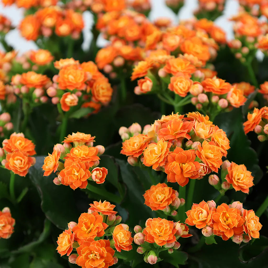 Kalanchoe (كلانشو)