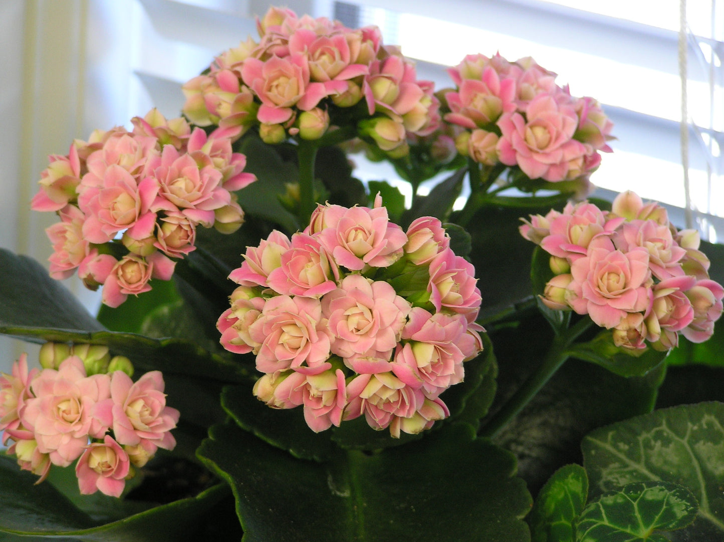 Kalanchoe (كلانشو)