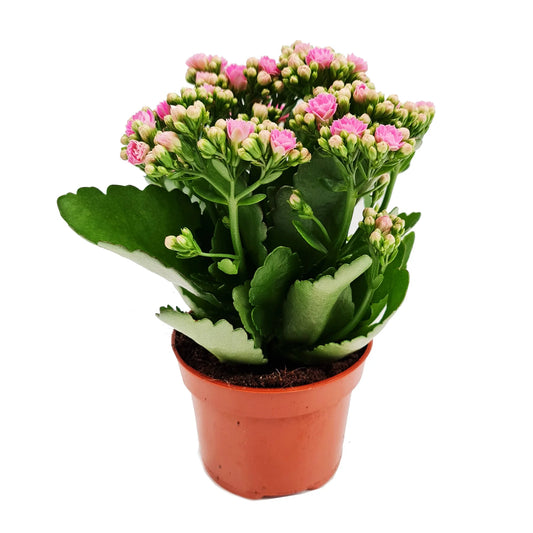 Kalanchoe (كلانشو)