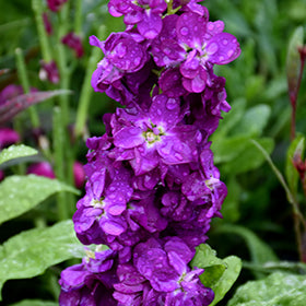 Stock Flower (المنثور)