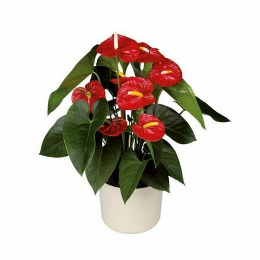 Laceleaf (Anthurium) (انتوريوم)